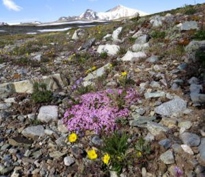 9 fell field + PP (Perkins Peak Part One)