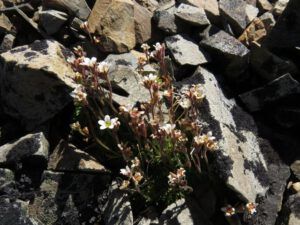 9a sax caespitosa (Perkins Peak Revisited)