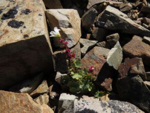 9b sax cernua (Perkins Peak Revisited)