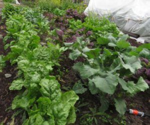 garden (Raining Again.)