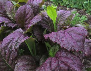 red mustard (Raining Again.)