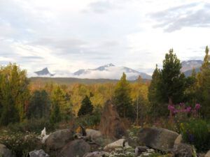 1-yellowish-leaves (August at Ginty Creek)