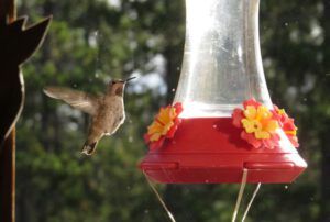 10-hummer (Fall Equinox)