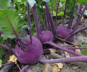 10-pink-kohl-rabi (August at Ginty Creek)