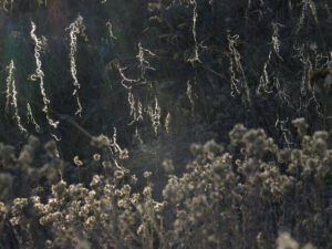 13-rock-cress-seedheads (Fall Equinox)