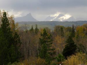 16-aspen-lost-leaves (Fall Equinox)