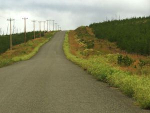 1b-brown-roadside (August at Ginty Creek)