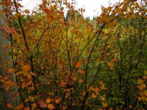 1n-red-birch (Fall Equinox)