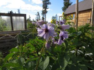 2-potato-flowers-2 (Fall Equinox)