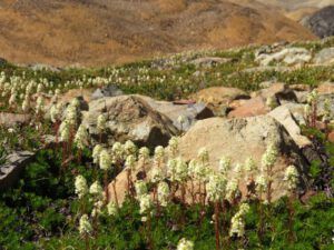 20-partridge-foot (Perkins Peak Again)