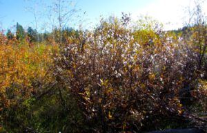 21-willow-fluff-1 (Fall Equinox)