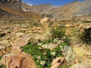 22-tolmeiis-sax (Perkins Peak Again)