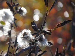 22-willow-fluff (Fall Equinox)