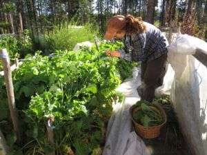 24-alexa-picking-kale (August at Ginty Creek)