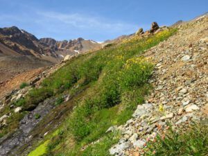 24-arnica (Perkins Peak Again)