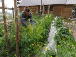 25-picking-peas (August at Ginty Creek)