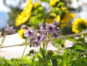 3-potato-flos-2 (Fall Equinox)