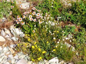 4-mixed-flows (Perkins Peak Again)