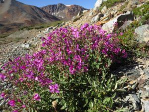 4c-mt-fireweed-even-better (Perkins Peak Again)