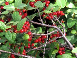 5-soopolallies (August at Ginty Creek)