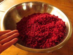 6-bowlful-soopolalies (August at Ginty Creek)