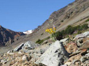6a-butterweed-best (Perkins Peak Again)