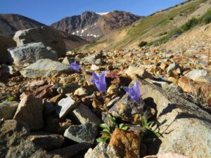 6a-harebells (Perkins Peak Again)