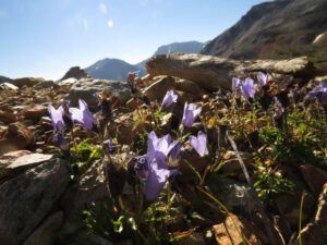 6b-harebells (Perkins Peak Again)