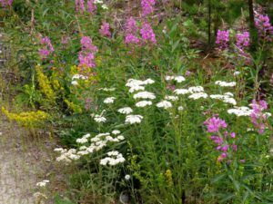 7-driveway-flowers (August at Ginty Creek)