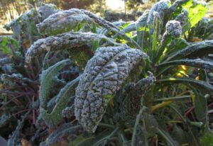 7a-frosty-kale (Fall Equinox)