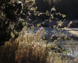 7b-frost-rimmed-leaves (Fall Equinox)