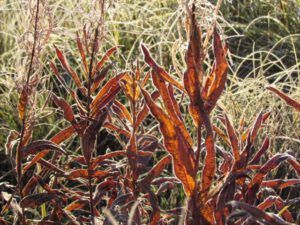 7c-frosty-fireweed (Fall Equinox)