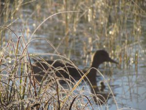 7d-mallard-in-sedges (Fall Equinox)