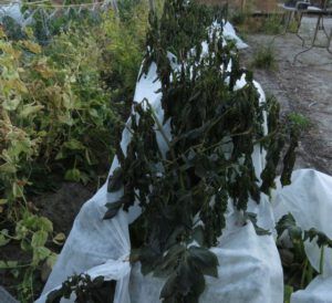 8-frosted-potatoes (Fall Equinox)