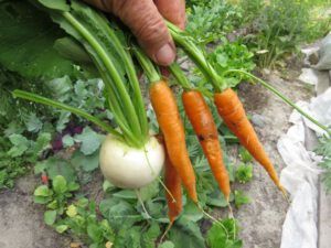 9-first-carrots (August at Ginty Creek)