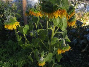 9-frosted-sunflowers (Fall Equinox)