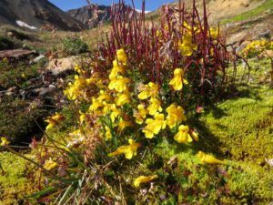 9-mim-ulus (Perkins Peak Again)