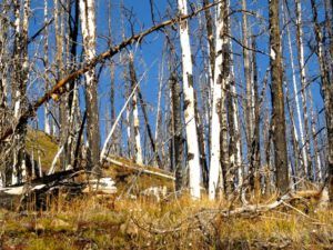 1-burned-forest (Bella Coola in October)