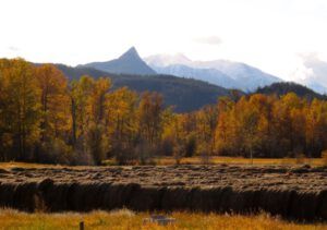 12-fp-and-hay (A Taste of Winter)