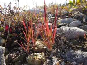 12-cheat-grass (October at Ginty Creek)