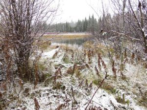 14a-pond (A Taste of Winter)