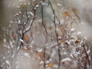 15-birch-abstract (A Taste of Winter)