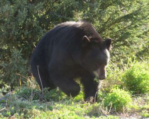 15-tatla-bear-1 (October at Ginty Creek)