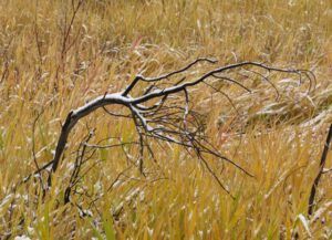 16-branch-in-grass (A Taste of Winter)