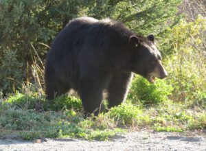 16-tatla-bear-2 (October at Ginty Creek)