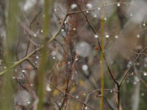 18-rain-abstract (A Taste of Winter)