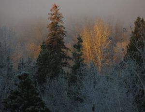 18b-frosty-morning-3 (A Taste of Winter)