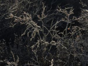 18i-twigs (A Taste of Winter)