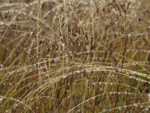 19-grass-rain (A Taste of Winter)