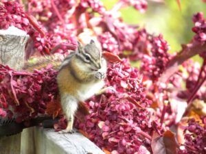 1b-chipmunk-yoga (October at Ginty Creek)